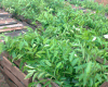 Jual Bibit Kayu Gaharu