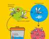 Ilustrasi Penyebaran Wolbachia