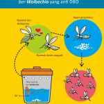 Ilustrasi Penyebaran Wolbachia