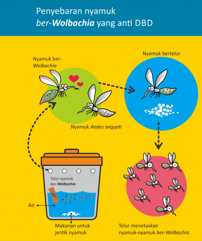 Ilustrasi Penyebaran Wolbachia