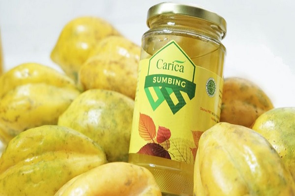 Carica Dieng Terbaik Dengan Rasa Yang Enak Dan Segar